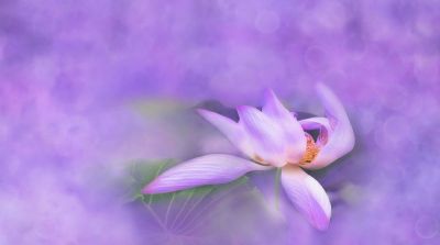 lotos purple small