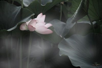 lotosovy kvet