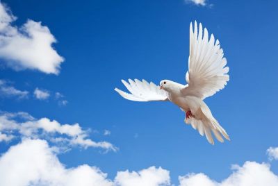 holy ghost dove 1